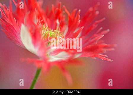 Schlafmohn, Papaver Somniferum "Dänische Flagge", rot und weiß gefärbte Blume zeigt gefranste Blütenblätter und Staubblätter. Stockfoto