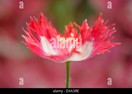 Schlafmohn, Papaver Somniferum "Dänische Flagge", rot und weiß gefärbte Blume zeigt gefranste Blütenblätter und Staubblätter. Stockfoto