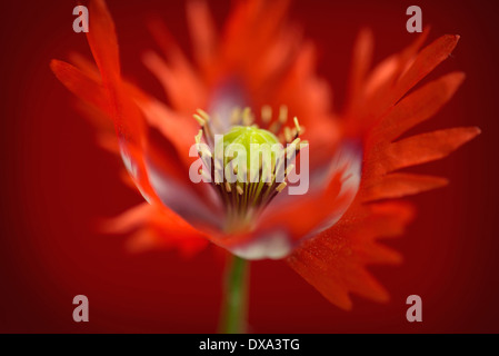 Schlafmohn, Papaver Somniferum "Dänische Flagge", rot und weiß gefärbte Blume zeigt gefranste Blütenblätter und Staubblätter. Stockfoto