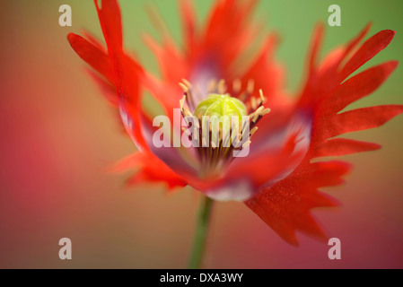 Schlafmohn, Papaver Somniferum "Dänische Flagge", rot und weiß gefärbte Blume zeigt gefranste Blütenblätter und Staubblätter. Stockfoto