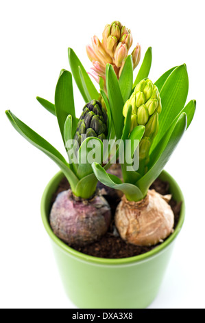 frische Hyazinthe Knospen und Blätter auf weißem Hintergrund. Stockfoto