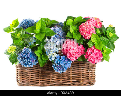 wunderschöne Hortensie auf weißem Hintergrund. Blau und rosa Hortensia in Korb Stockfoto