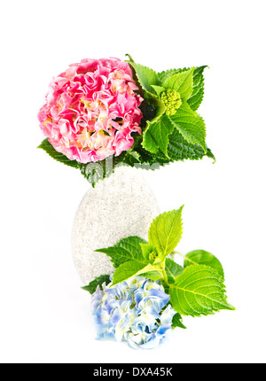 Blau und Rosa Hortensie blüht Stockfoto