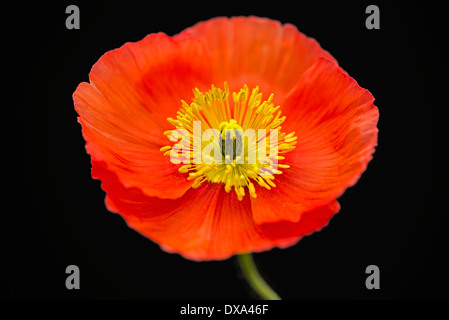 Island-Mohn, Papaver Nudicaule, Vorderansicht zeigen Stigma und Staubblätter. Stockfoto
