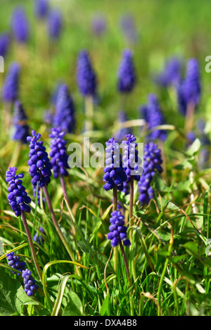 Grape Hyacinth im Sonnenschein Stockfoto