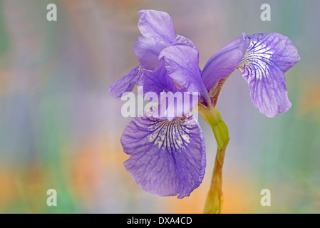 Sibirische Schwertlilie, Iris Sibirica 'Sparkling rose', lila Blume gegen Schecken Hintergrund. Stockfoto