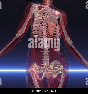 Digitale Visualisierung eines Skeletts Stockfoto