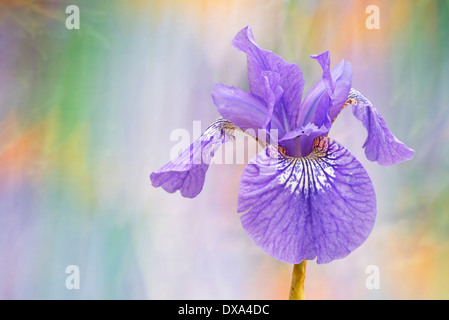 Sibirische Schwertlilie, Iris Sibirica 'Sparkling rose', lila Blume gegen Schecken Hintergrund. Stockfoto