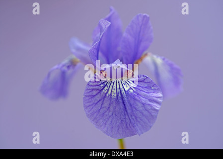 Sibirische Schwertlilie, Iris Sibirica "Sparkling Rose", lila Blume lila Hintergrund. Stockfoto