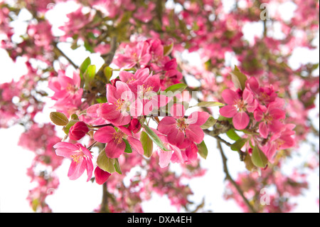 Blühender Apfelbaum. schöne rosa Blüten Stockfoto