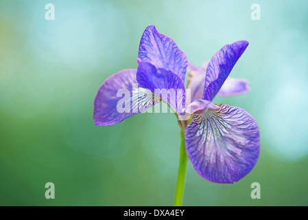 Sibirische Schwertlilie, Iris Sibirica "Sparkling Rose", lila Blume vor grünem Hintergrund. Stockfoto