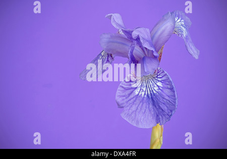 Sibirische Schwertlilie, Iris Sibirica "Sparkling Rose", lila Blume lila Hintergrund. Stockfoto