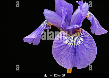 Sibirische Schwertlilie, Iris Sibirica "Sparkling Rose", lila Blume auf schwarzem Hintergrund. Stockfoto