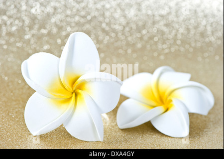 Frangipani Wellness Blumen über glänzenden goldenen Hintergrund Stockfoto