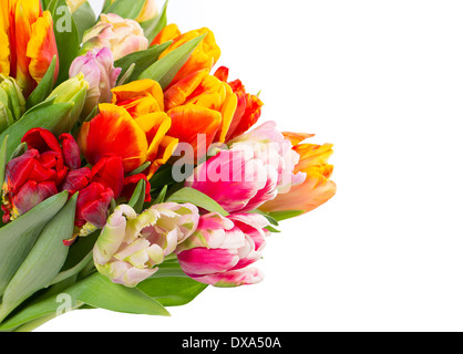 Bouquet von frischen Frühling Tulpen über weiß Stockfoto