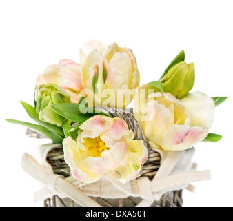 frische Frühlingsluft Tulpen in den Korb Stockfoto