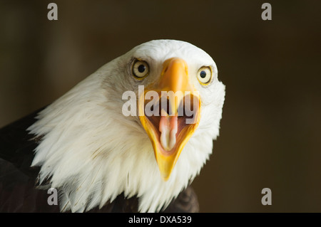 Porträt von einem Weißkopfseeadler, starrte auf die Kamera mit Schnabel öffnen. Stockfoto