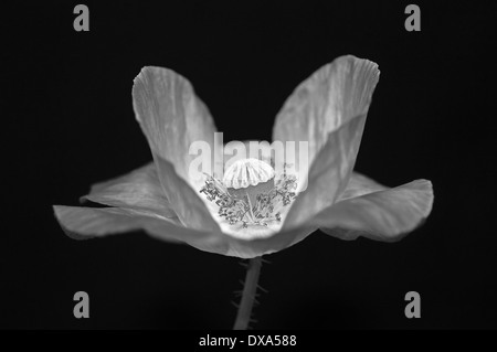 Shirley Mohn, Papaver Rhoeas Shirley Serie, schwarze und weiße Seite zeigt Staubgefäße und Stigma anzeigen. Stockfoto