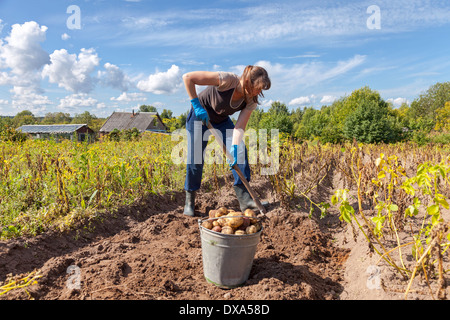 Junge Frau, die Ernte von Kartoffeln auf dem Feld Stockfoto