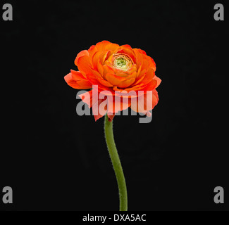 Ranucuclus, persische Hahnenfuß Ranunculus Asiaticus, orange Blume vor einem einfarbigen schwarzen Hintergrund. Stockfoto