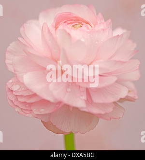 Ranucuclus, Persian Buttercup, ein Ranunculus Asiaticus, rosa Blume vor einem rosa Hintergrund. Stockfoto