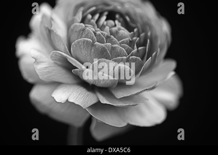 Ranucuclus, persische Hahnenfuß Ranunculus Asiaticus, schwarz und weiß vor einem einfarbigen schwarzen Hintergrund. Stockfoto