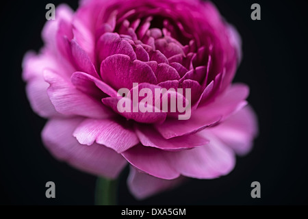 Ranucuclus, persische Hahnenfuß Ranunculus Asiaticus, dunkel rosa Blume vor einem einfarbigen schwarzen Hintergrund. Stockfoto