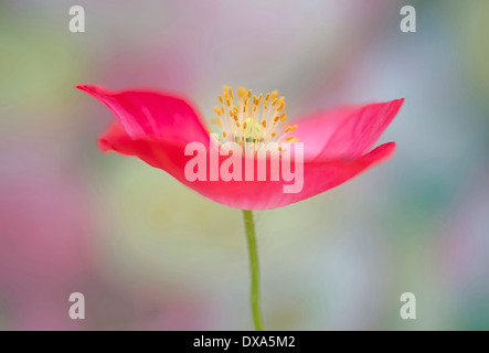 Shirley Mohn, Papaver Rhoeas Shirley Serie, rosa Blume zeigt Staubgefäße und Stigmatisierung. Stockfoto