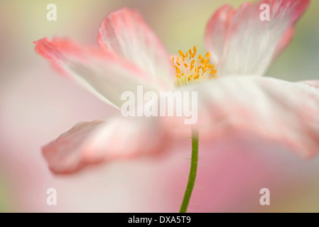 Shirley Mohn, Papaver Rhoeas Shirley Serie. rosa Blume zeigt Staubgefäße und Stigmatisierung. Stockfoto