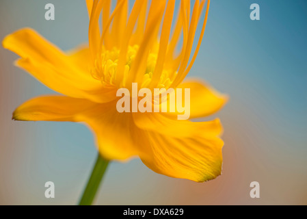 Globeflower, Trollblume Chinensis, gelbe Blume zeigt Staubgefäße und Stigmatisierung. Stockfoto