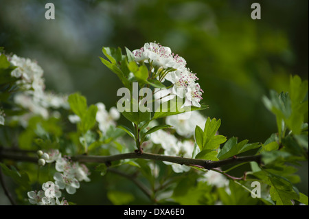 Weißdorn, Crataegus Laevigata, Zweig mit Zweige der Blüte rosa Spitzen Staubgefäße zeigen. Stockfoto