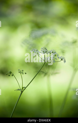 Kuh-Petersilie Anthriscus Sylvestris eine einzelne Dolde mit Knospen von der Seite mit selektiven Fokus betrachtet. Andere soft-Fokus-Blumen Stockfoto