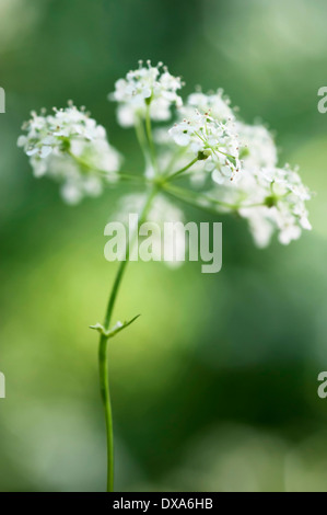 Kuh-Petersilie, Anthriscus Sylvestris, eine einzelne Dolde von unten gesehen mit selektiven Fokus. Stockfoto