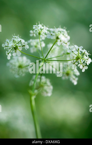 Kuh Petersilie Anthriscus Sylvestris eine einzelne Dolde betrachtet von unten mit selektiven Fokus. Andere Weichzeichner Blumen schaffen eine Stockfoto