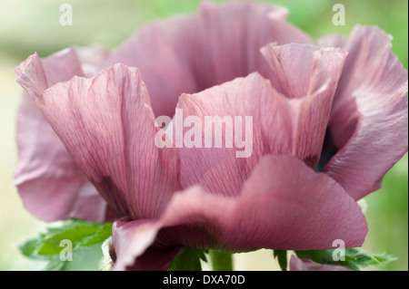 Orientalische Mohn, Papaver Orientale 'Patty es Plum', Pinky lila Blume Seitenansicht zeigt feine Adern in den Blütenblättern. Stockfoto