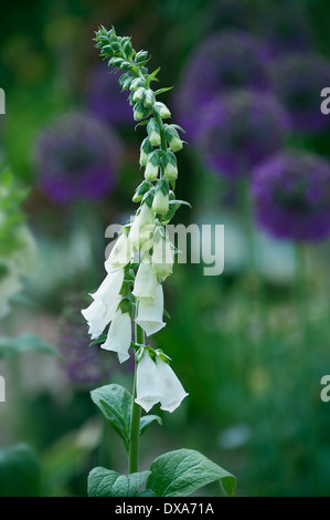 Fingerhut, Digitalis Purpurea Albiflora, hohen Stamm von den weißen Blüten mit lila Alliums in Weichzeichner hinter. Stockfoto