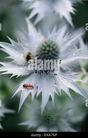 Meer-Holly bekannt als Miss Wilmott Ghost Eryngium Giganteum silbrig Einzelblüte mit zentralen Kegel und spikey Rock oder Stockfoto