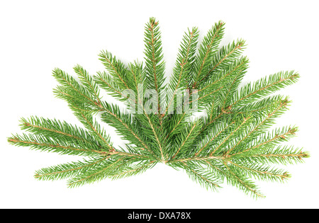 Zweig der Weihnachtsbaum isoliert auf weiss. Kiefer-Zweige. frischen grünen Tannenzweigen Stockfoto