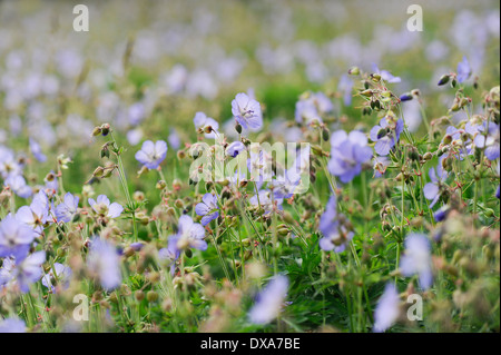 Wiesen-Storchschnabel, Geranium Pratense, Masse der Blüten und Knospen in eine Wildblumenwiese in Norfolk. Stockfoto