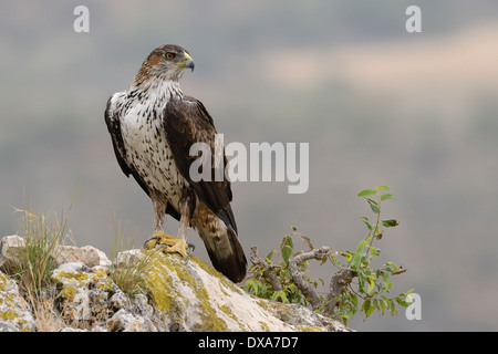 Bonelli Adler stehen auf Felsen. Stockfoto