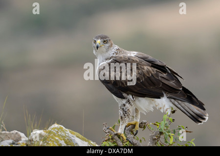 Bonelli Adler stehen auf Felsen. Stockfoto