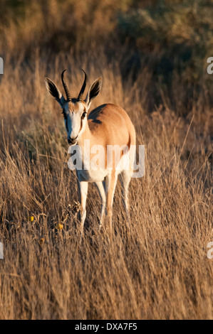 Vorderansicht des einen einzigen Springbock, Antidorcas Marsupialis in Etosha Nationalpark, Namibia, Südliches Afrika Stockfoto