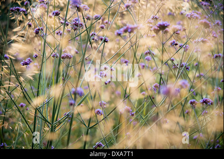 Brasilianische Eisenkraut, Verbena Bonariensis, eine Masse von transparenten Stiele durchsetzt mit goldenen Hafer, Stipa Gigantea. Stockfoto