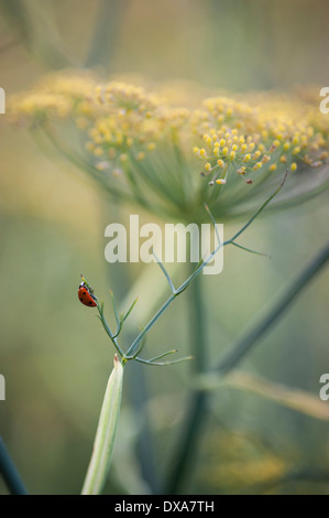 Fenchel, Foeniculum Vulgare 'Purpureum', Senf gelbe Blume in soft-Fokus und ein roter Marienkäfer auf dem feinen Blatt Bronze. Stockfoto