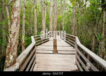 Boardwalk Trail am Corkscrew Swamp Sanctuary - in der Nähe von Naples, Florida USA Stockfoto