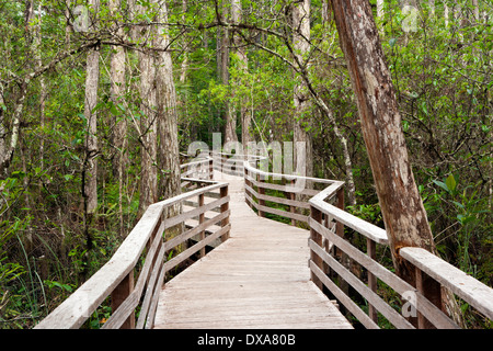 Boardwalk Trail am Corkscrew Swamp Sanctuary - in der Nähe von Naples, Florida USA Stockfoto