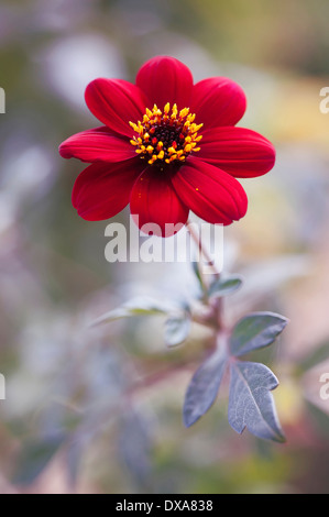 Dahlie "Bishop Auckland", lässt einzelne rote Blume zeigt gelbe Staubgefäße und dunkel lila. Stockfoto