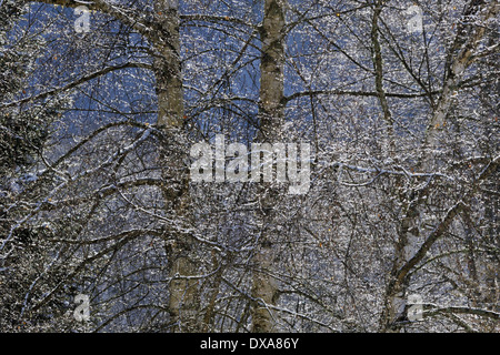 Wald im Winter. Stockfoto