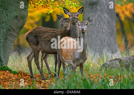 Drei Rothirsch (Cervus Elaphus) Hinds im herbstlichen Wald Stockfoto