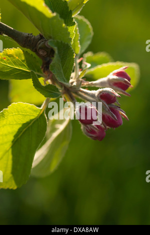 Birne, Europäische Birne, Pyrus Communis ' Robin', Zweig der ungeöffneten Blüten Knospen mit Blättern. Nahaufnahme der Hintergrundbeleuchtung. Stockfoto